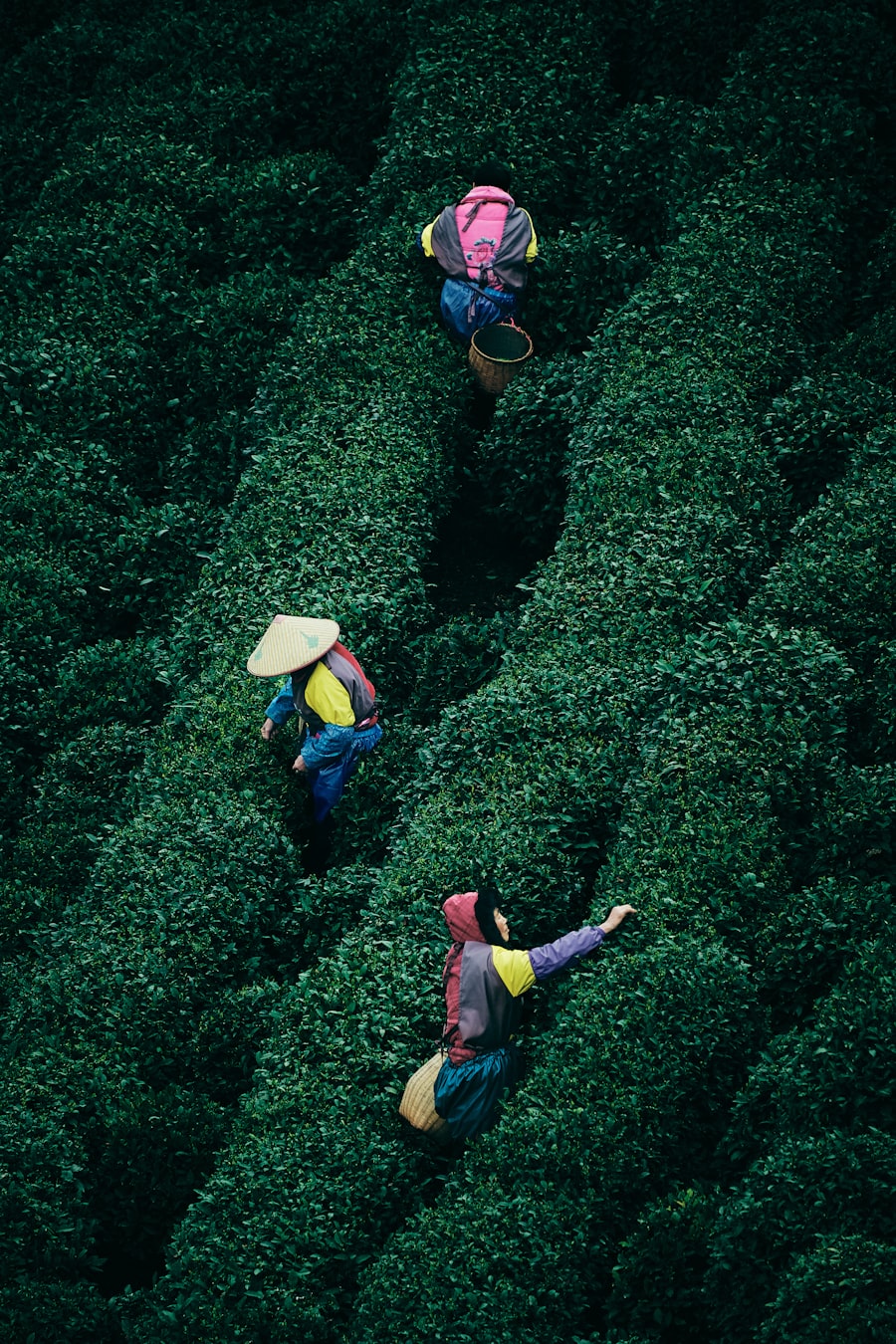Ouvriers récoltant le thé en Chine — origine du thé marroquí